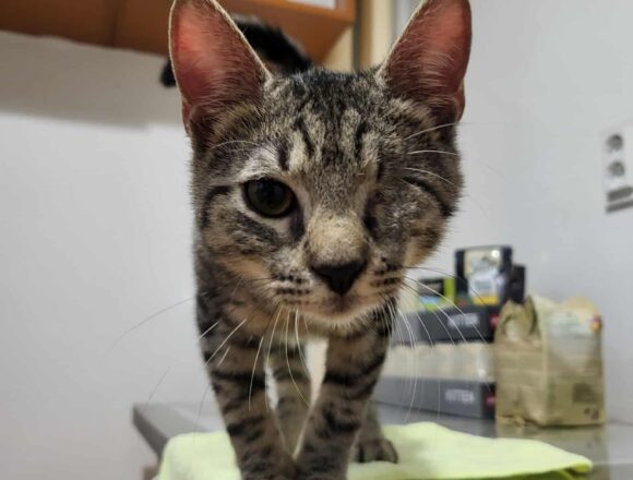 Horatio