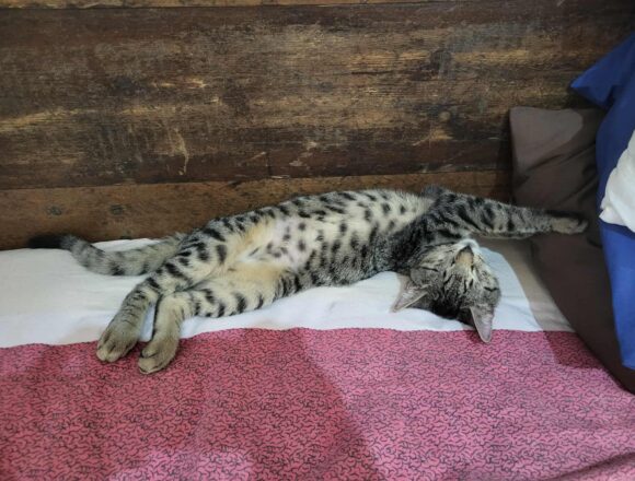 Horatio