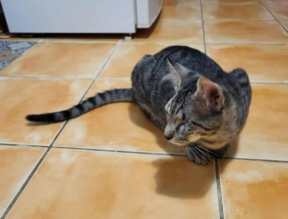 the-great-catsby-568262853_1484305572859920_7706241557630731801_n Horatio