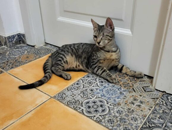 the-great-catsby-575438688_1455282262235819_6706745004668276311_n Horatio