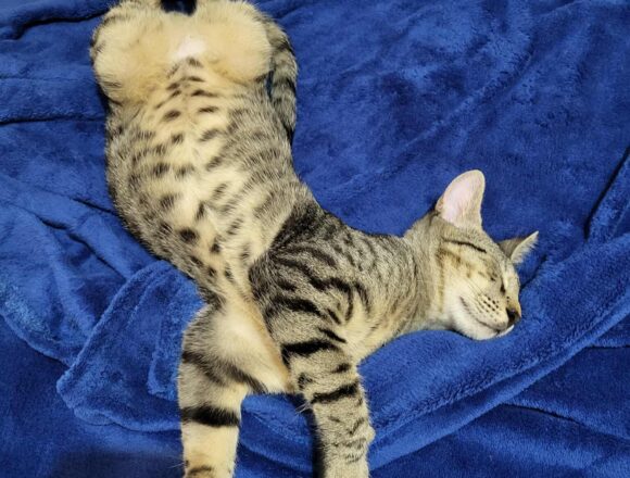 the-great-catsby-578928971_1531433104571079_1432764473191809083_n Horatio