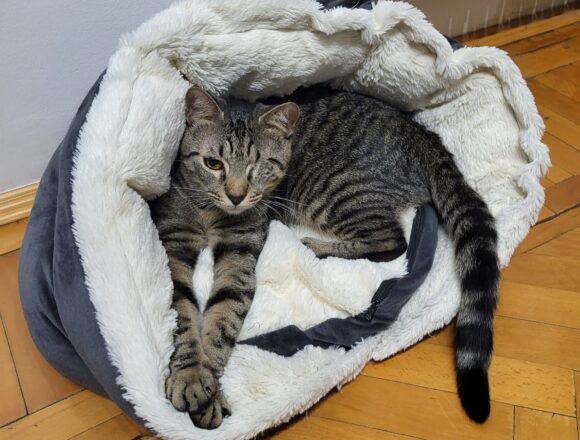 Horatio