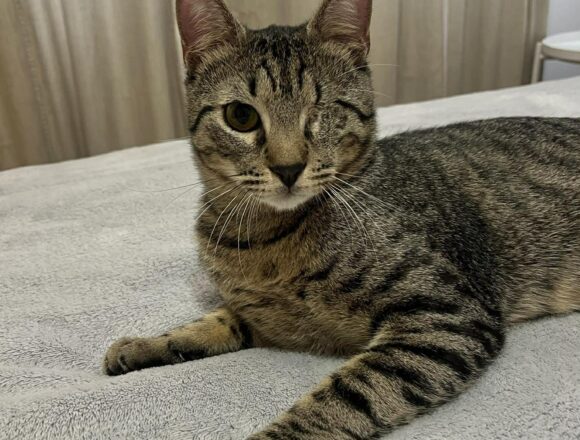 the-great-catsby-638287402_1420355465768173_4866138175961679182_n Horatio