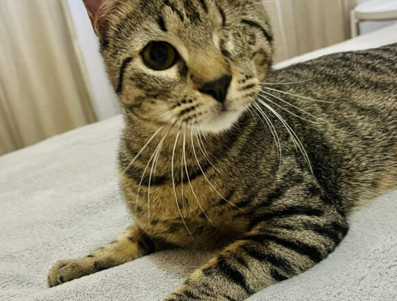 the-great-catsby-642557494_1213052190625639_2961738543726328264_n Horatio