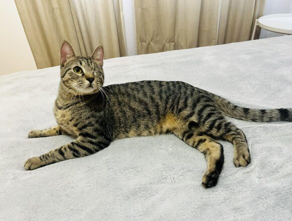 the-great-catsby-646456880_776485928459175_561639438041978855_n Horatio