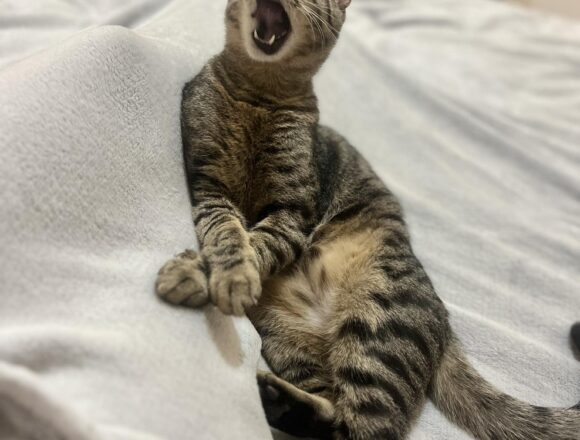 the-great-catsby-647416329_2107444440099118_7837431401778281282_n Horatio