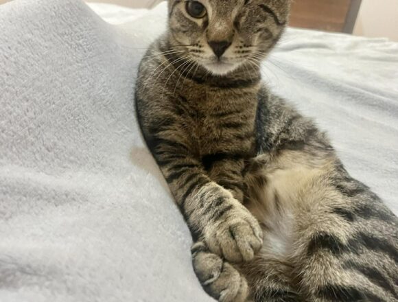 the-great-catsby-648544957_1166838382116861_482445613530654853_n Horatio