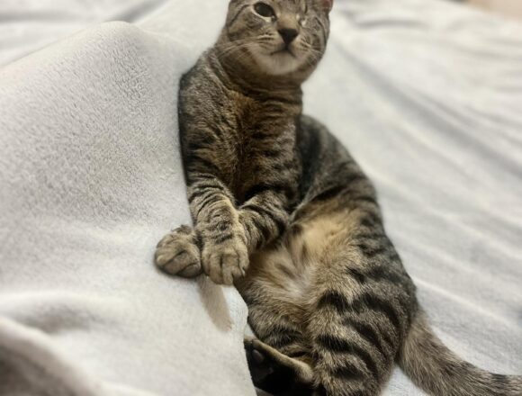 the-great-catsby-649553731_2936963409830671_3326134686707951714_n Horatio