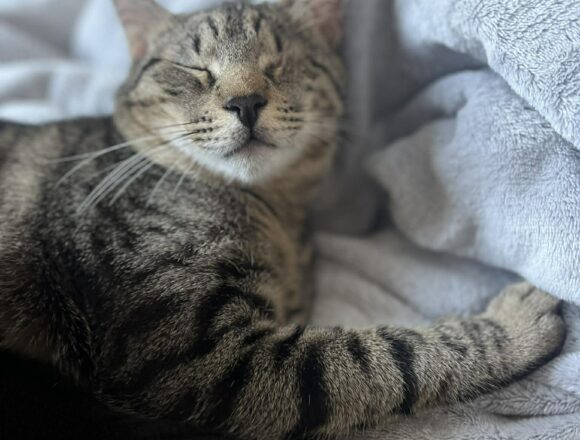 the-great-catsby-650820919_1591654302129822_8642100621743623702_n Horatio