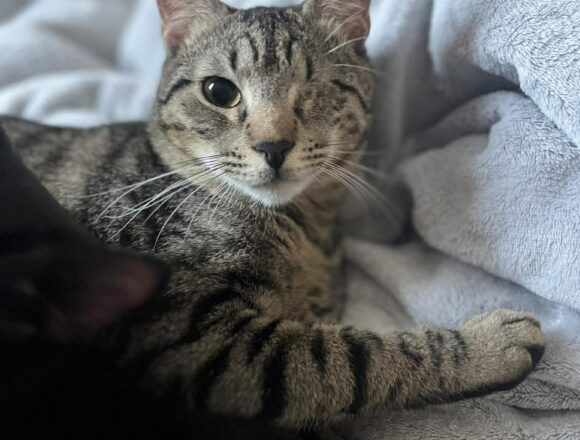 the-great-catsby-651884915_900361076329035_5610002168064479381_n Horatio