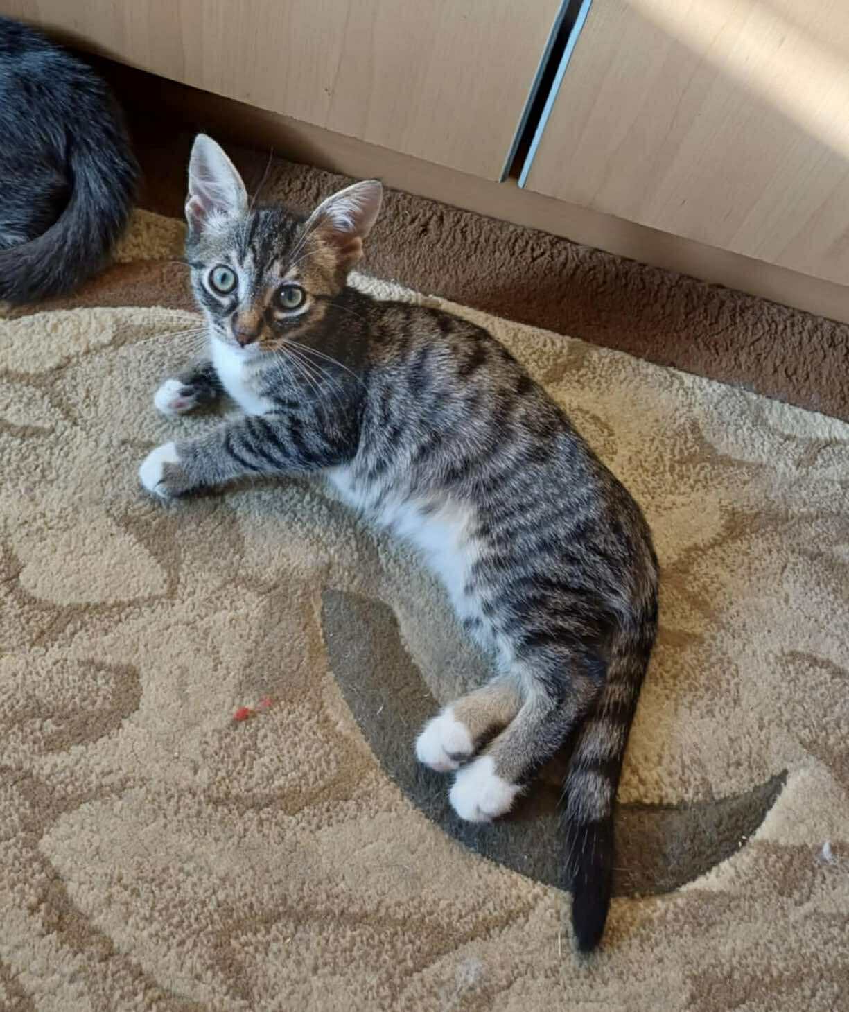 Anya