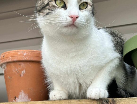 Pippin (George)