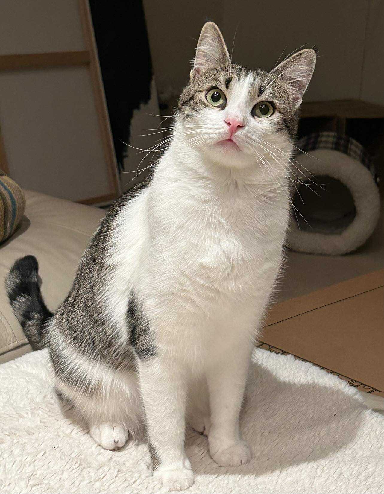 Pippin (George)