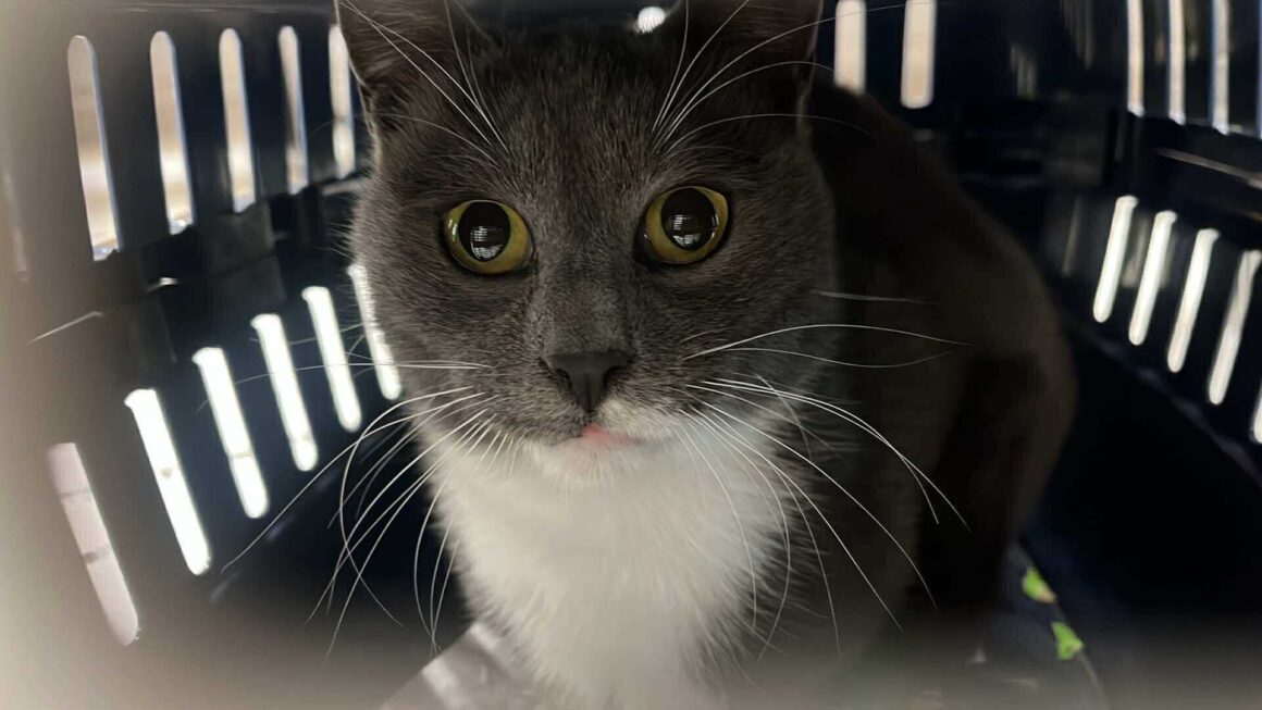 the-great-catsby-547494915_10172611412395029_3605875755485166388_n ⚠️🐾 132 cats and dogs neutered 🐾⚠️