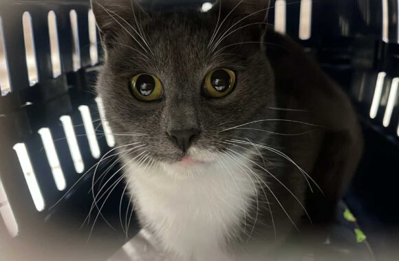 the-great-catsby-547494915_10172611412395029_3605875755485166388_n ⚠️🐾 132 cats and dogs neutered 🐾⚠️