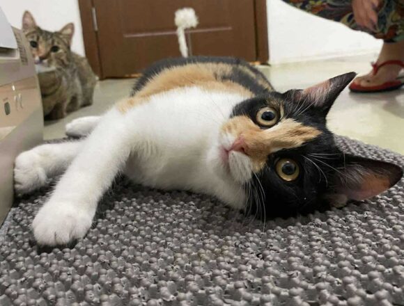 the-great-catsby-552613243_633156909761703_4528291642868654214_n Pebbles