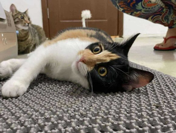 the-great-catsby-553576388_806858278769370_4564617553078149220_n Pebbles