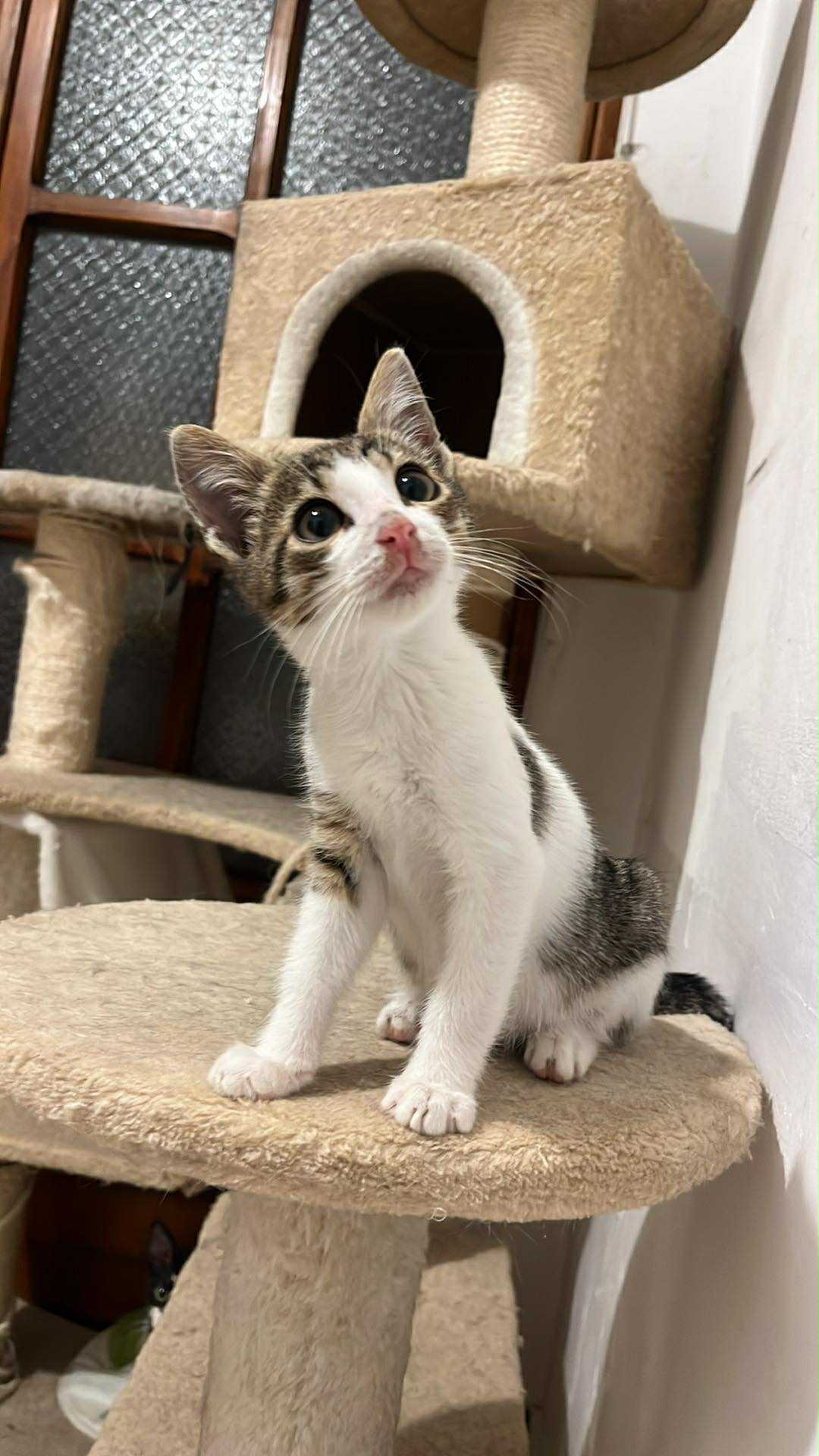 Titus