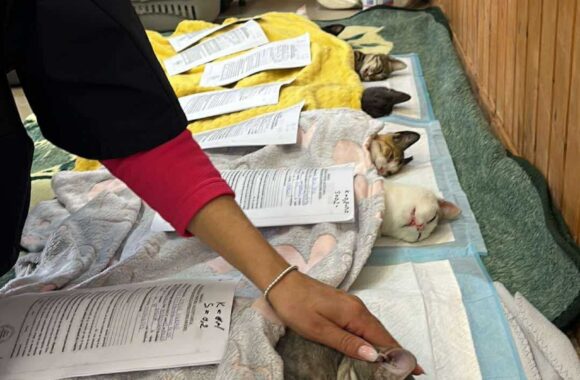 the-great-catsby-555176641_10172611413945029_9172805710464807143_n ⚠️🐾 132 cats and dogs neutered 🐾⚠️