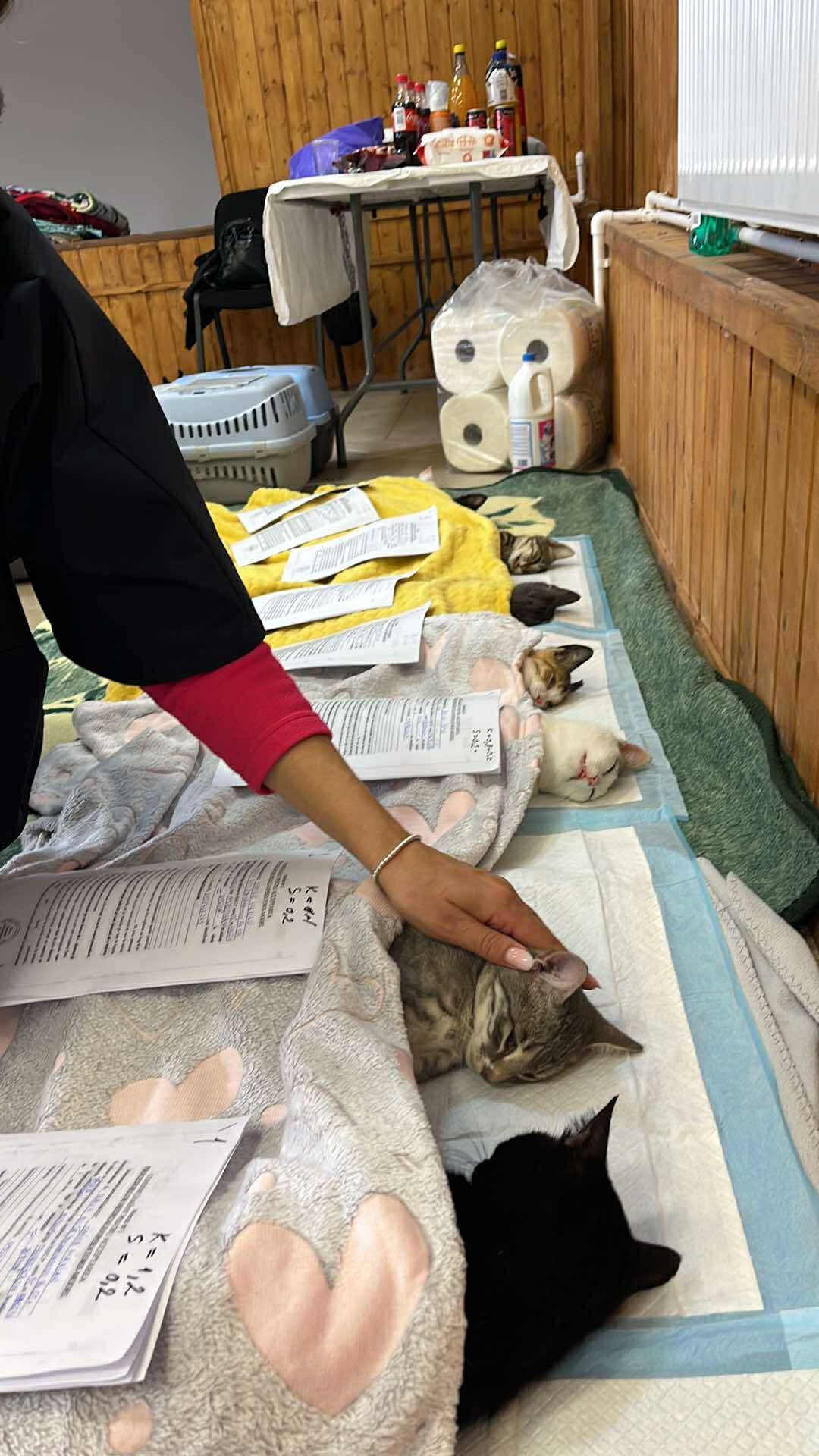 the-great-catsby-555176641_10172611413945029_9172805710464807143_n ⚠️🐾 132 cats and dogs neutered 🐾⚠️