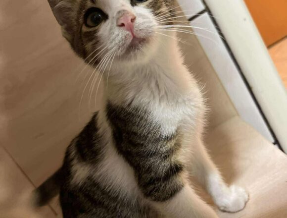 Titus