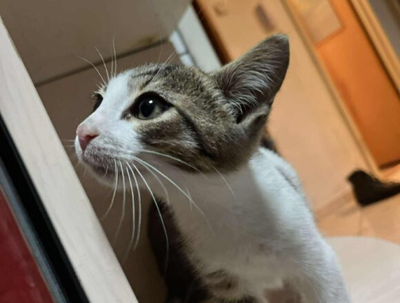 Titus