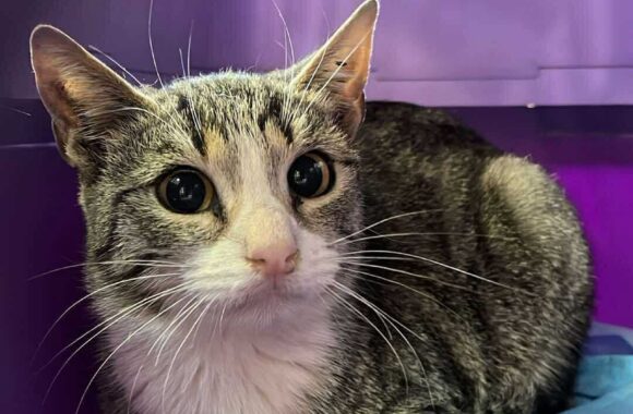 the-great-catsby-559940782_10172611411325029_6339739378692522133_n ⚠️🐾 132 cats and dogs neutered 🐾⚠️