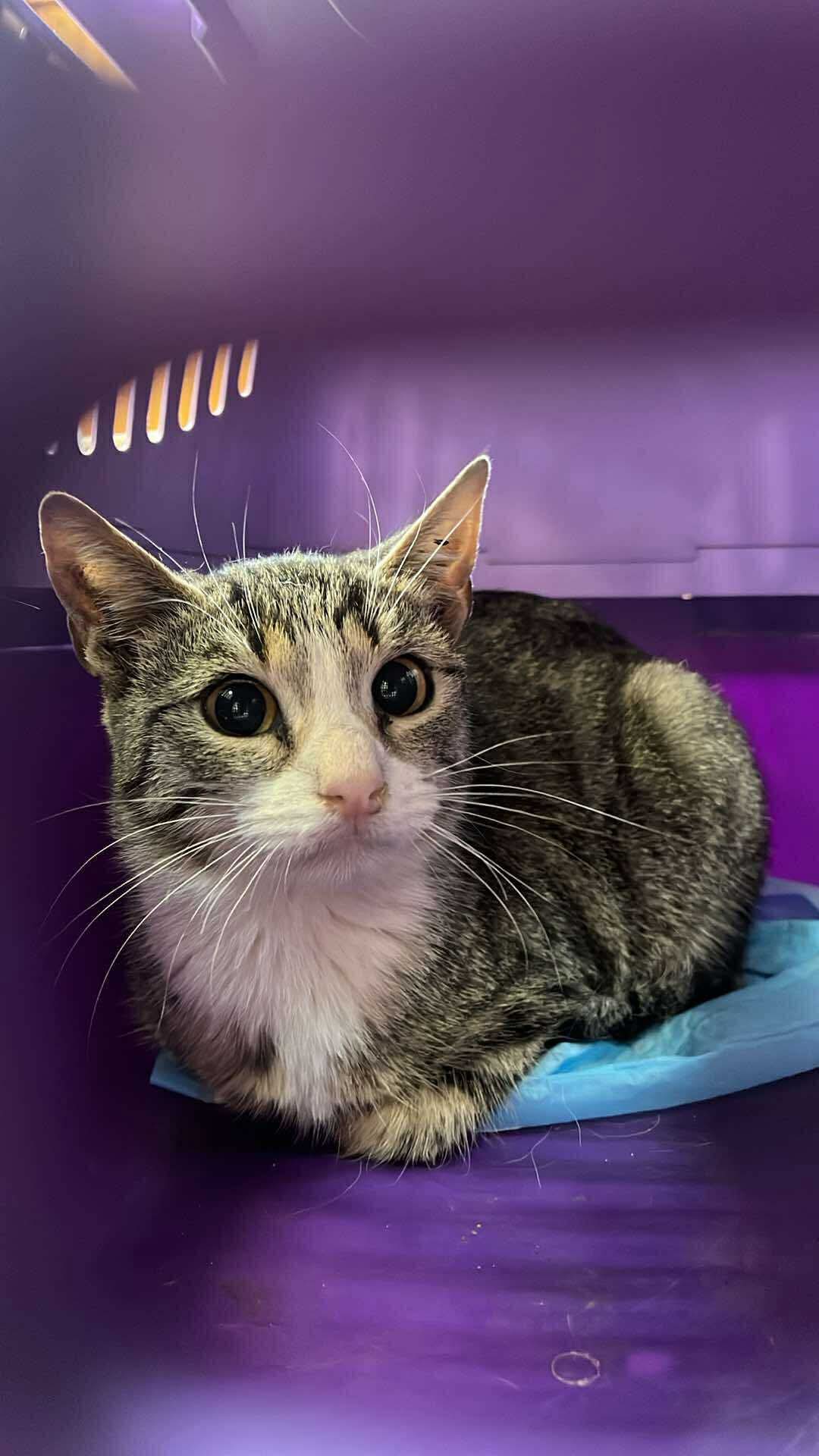 the-great-catsby-559940782_10172611411325029_6339739378692522133_n ⚠️🐾 132 cats and dogs neutered 🐾⚠️
