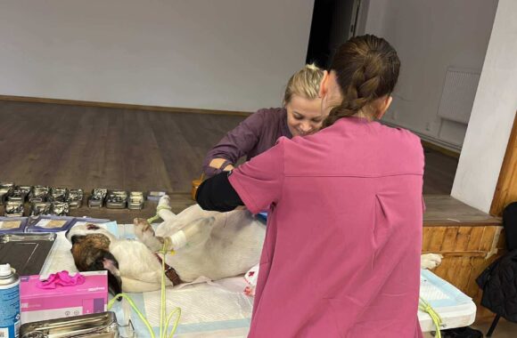 the-great-catsby-559953323_10172611414120029_3357670656957381502_n ⚠️🐾 132 cats and dogs neutered 🐾⚠️