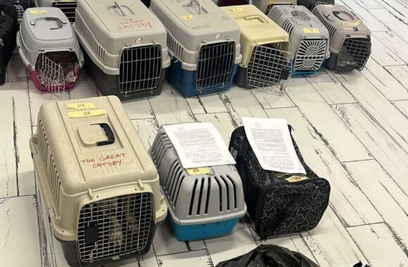 the-great-catsby-559975097_10172611410065029_6685431695041805235_n ⚠️🐾 132 cats and dogs neutered 🐾⚠️