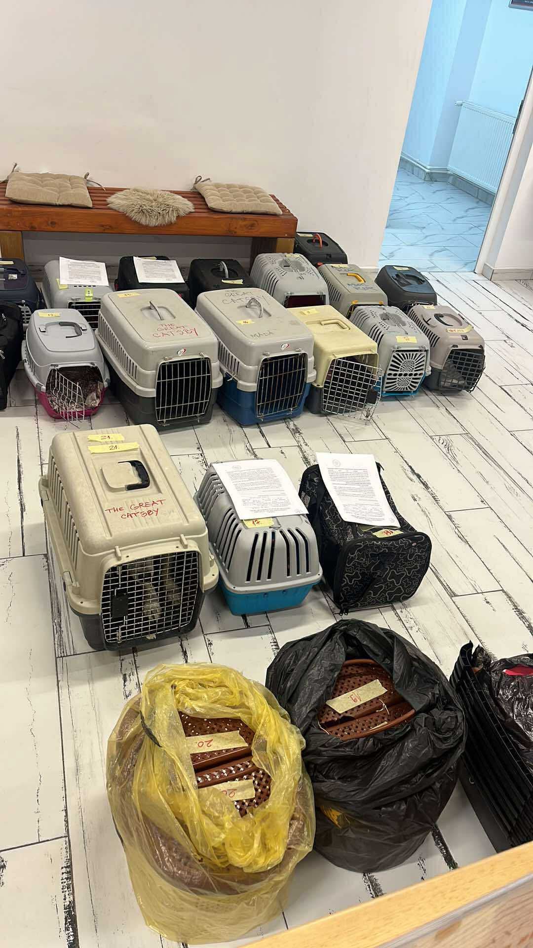 the-great-catsby-559975097_10172611410065029_6685431695041805235_n ⚠️🐾 132 cats and dogs neutered 🐾⚠️
