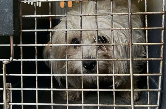 the-great-catsby-560020346_10172611409355029_2186803302420688794_n ⚠️🐾 132 cats and dogs neutered 🐾⚠️