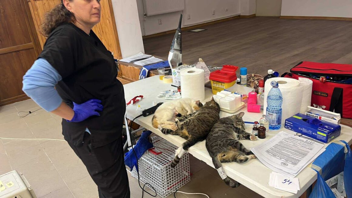 the-great-catsby-560034803_10172611409655029_2172751001670689594_n ⚠️🐾 132 cats and dogs neutered 🐾⚠️