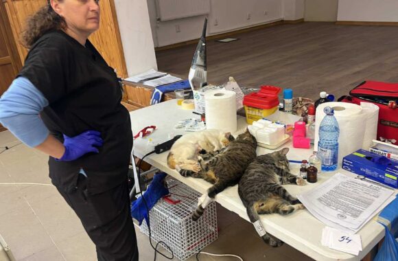 the-great-catsby-560034803_10172611409655029_2172751001670689594_n ⚠️🐾 132 cats and dogs neutered 🐾⚠️