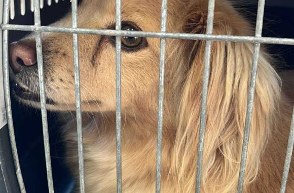 the-great-catsby-560038214_10172611406305029_1588702133531331019_n ⚠️🐾 132 cats and dogs neutered 🐾⚠️