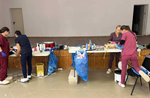 the-great-catsby-560040098_10172611407860029_1362414582220664768_n ⚠️🐾 132 cats and dogs neutered 🐾⚠️