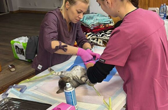 the-great-catsby-560046810_10172611411625029_6588301092673543686_n ⚠️🐾 132 cats and dogs neutered 🐾⚠️