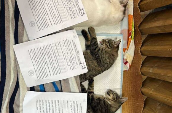 the-great-catsby-560058367_10172611407390029_4011721202239557655_n ⚠️🐾 132 cats and dogs neutered 🐾⚠️