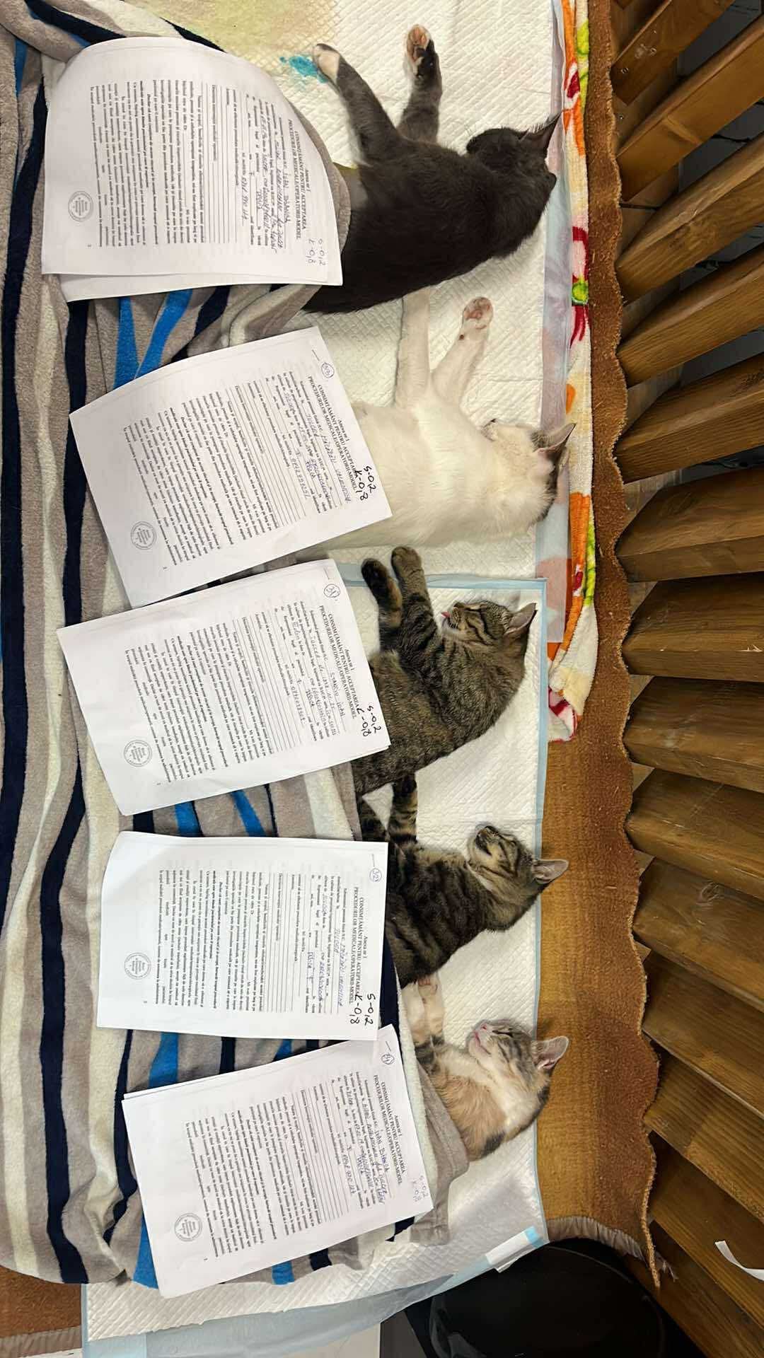 the-great-catsby-560058367_10172611407390029_4011721202239557655_n ⚠️🐾 132 cats and dogs neutered 🐾⚠️