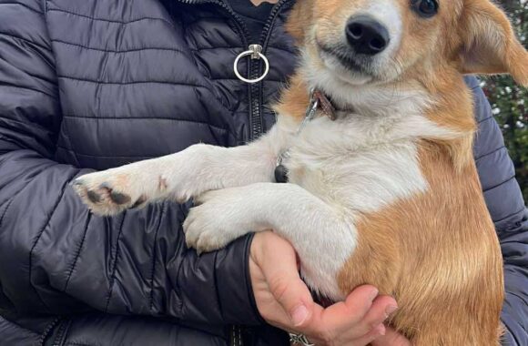 the-great-catsby-560089473_10172611407655029_7322442024389982251_n ⚠️🐾 132 cats and dogs neutered 🐾⚠️