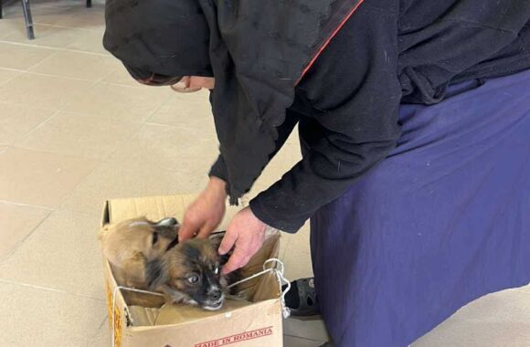 the-great-catsby-560112786_10172611408560029_2297814808597124991_n ⚠️🐾 132 cats and dogs neutered 🐾⚠️