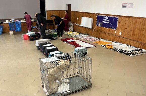 the-great-catsby-560166672_10172611406335029_2393206381539480052_n ⚠️🐾 132 cats and dogs neutered 🐾⚠️