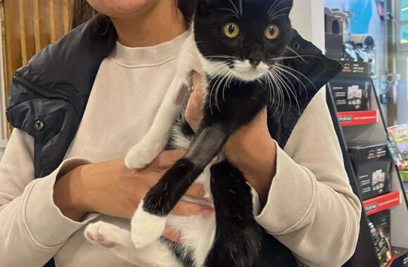 the-great-catsby-560235643_10172611407475029_1606402237360454428_n ⚠️🐾 132 cats and dogs neutered 🐾⚠️