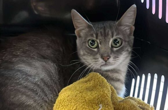 the-great-catsby-560286669_10172611413900029_4633370946430358499_n ⚠️🐾 132 cats and dogs neutered 🐾⚠️