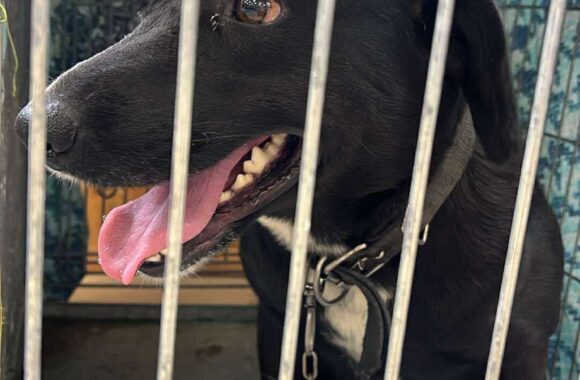 the-great-catsby-560326132_10172611409505029_3847388002517154271_n ⚠️🐾 132 cats and dogs neutered 🐾⚠️