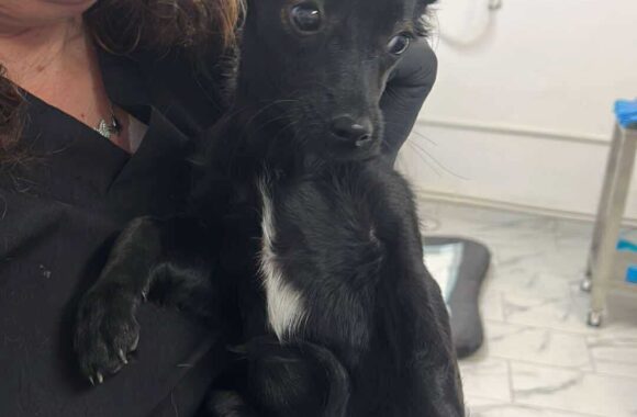 the-great-catsby-560387434_10172611405585029_5568308079744979678_n ⚠️🐾 132 cats and dogs neutered 🐾⚠️