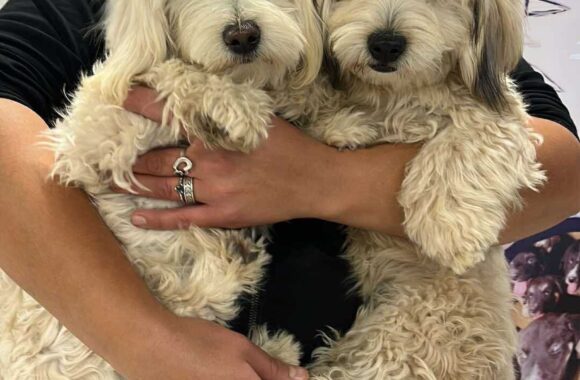 the-great-catsby-560829974_10172611413735029_911003845891430944_n ⚠️🐾 132 cats and dogs neutered 🐾⚠️