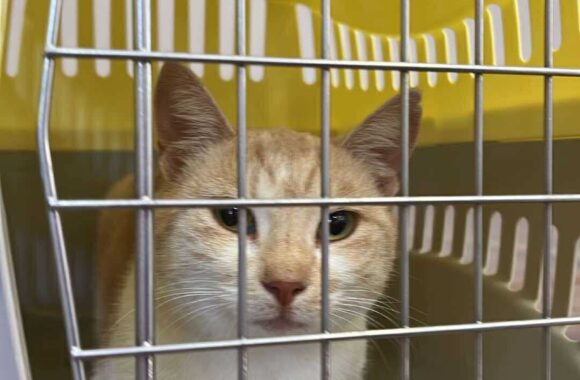 the-great-catsby-560871053_10172611406590029_3394957497666788527_n ⚠️🐾 132 cats and dogs neutered 🐾⚠️