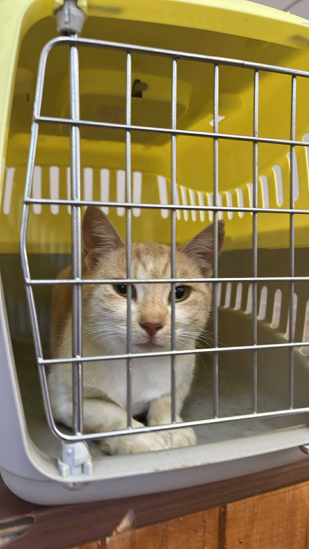 the-great-catsby-560871053_10172611406590029_3394957497666788527_n ⚠️🐾 132 cats and dogs neutered 🐾⚠️