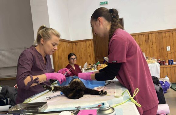 the-great-catsby-560905528_10172611411880029_4255280777018371845_n ⚠️🐾 132 cats and dogs neutered 🐾⚠️